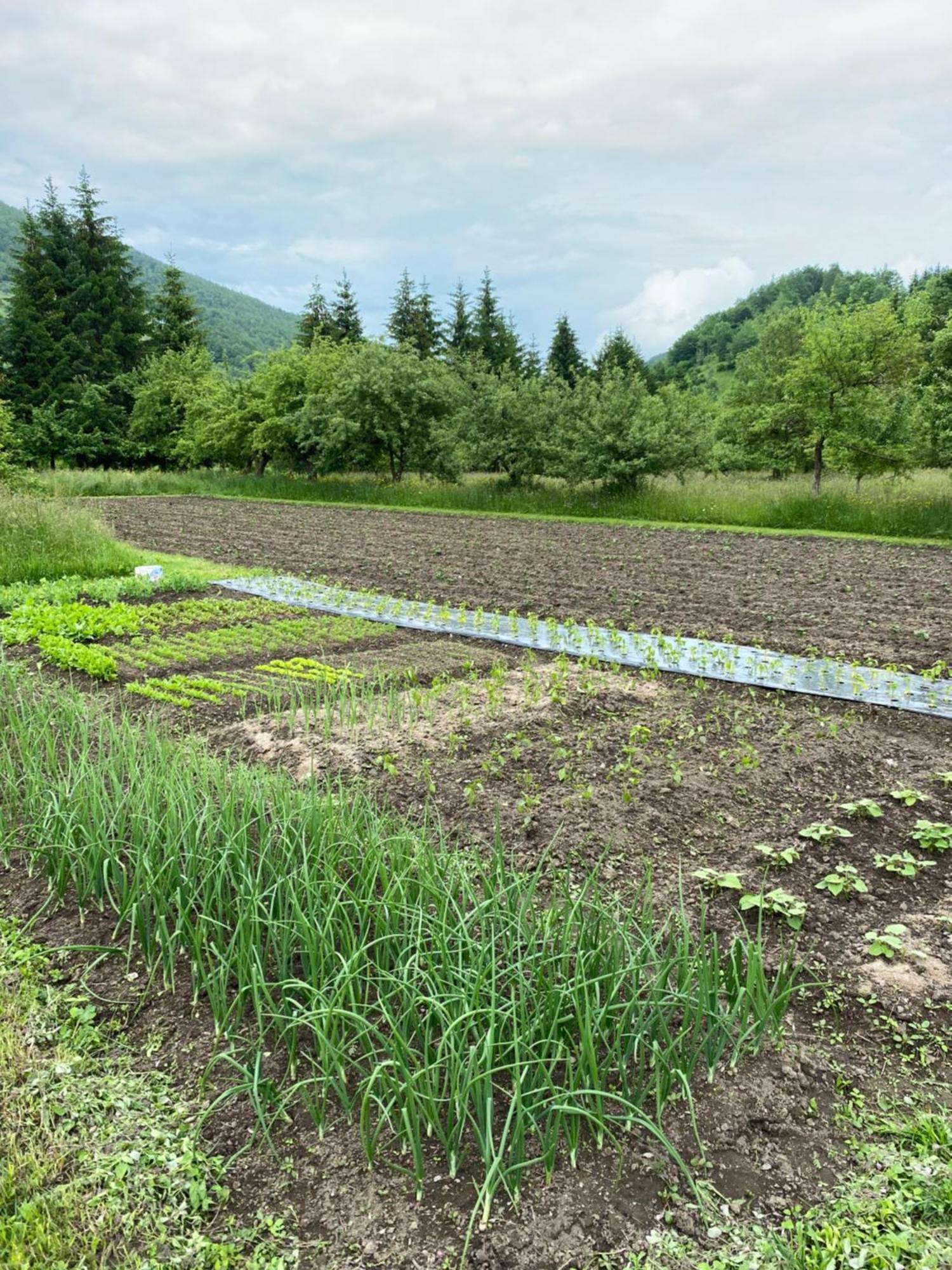 Farmstead Green Haven 모이코바츠 외부 사진